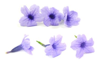 Taze mor Ruellia Tuberosa, Minnieroot, ateş kök, Snapdragon kök veya koyun Patates çiçekleri beyaz arka plan üzerinde izole. 