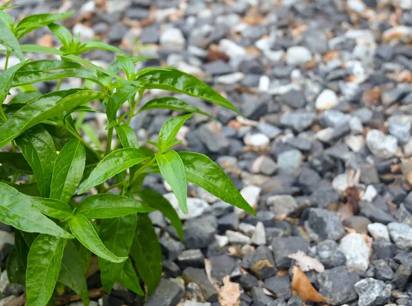 Sayuran Dan Herb Kariyat Atau Tanaman Andrographis Paniculata Tumbuh Taman — Stok Foto