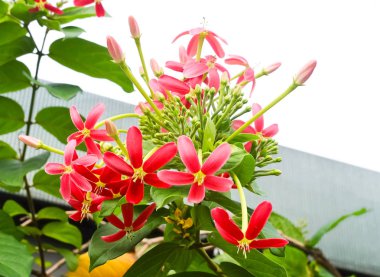 Demet taze Çin Hanımeli, Rangoon sarmaşık veya Combretum Indicum çiçekler. Bir asma küçük kırmızı çiçek kümeleri ile Asya'da bulunur.