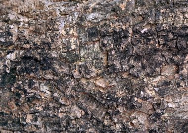 Arka plan deseni, ahşap tahıl doku ağacının kopya alanı ile dekore edilmiş metin için kabuk.