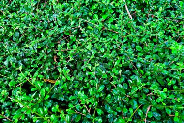 Arka plan deseni, güzel soyut yeşil yaprakları duvar ya da koyu yeşil Bush geçmişi.