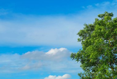 Ekoloji kavramlar, ağaç dalları üzerinde mavi gökyüzü güneşli bir günde kabarık bulutlar ile karşı taze yeşil yaprakları ile.