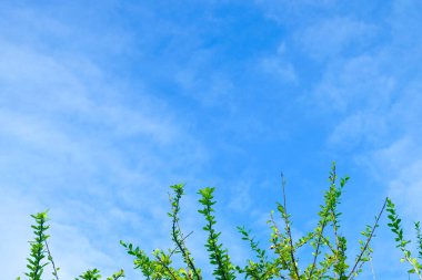 Ekoloji kavramları, Crescentia Cujete veya sukabağı ağaç dalları ile taze yeşil yaprakları karşı üzerinde küçük bulutlar ile mavi gökyüzü güneşli bir günde. 