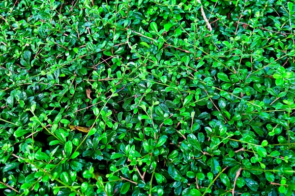 Arka plan deseni, güzel soyut yeşil yaprakları duvar ya da koyu yeşil Bush geçmişi.