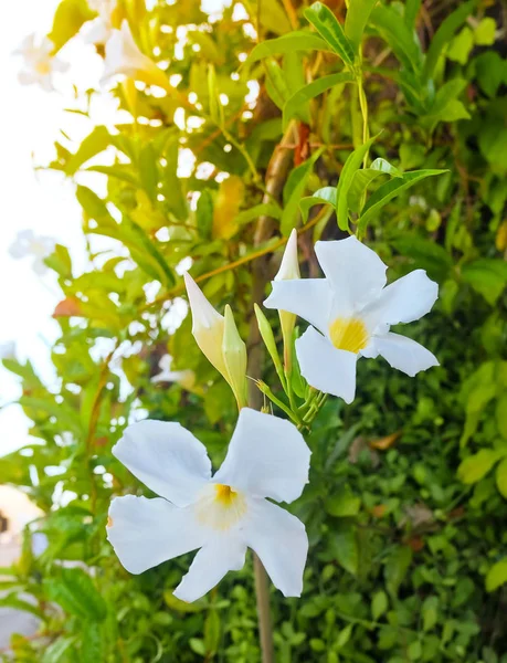 Flor Bonita Flores Brancas Frescas Trompete Florescendo Com Folhas Verdes — Fotografia de Stock