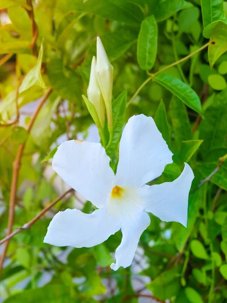 Schöne Blume Frische Weiße Trompetenblüten Mit Grünen Blättern Auf Der — Stockfoto