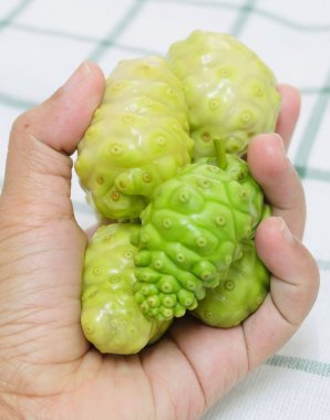 Sebze ve ot, taze Noni, Morinda Citrifolia, Büyük Morinda, Hint dut, Beach dut veya polisakkarit, Vitamin A, C ve kalsiyum ile peynir meyve tutan el. Yaşam için gerekli besin.