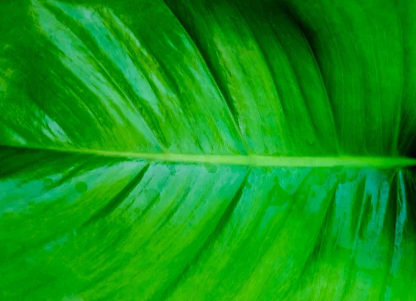 Patrón Fondo Hoja Verde Abstracta Texturizada Fondo Con Espacio Copia — Foto de Stock