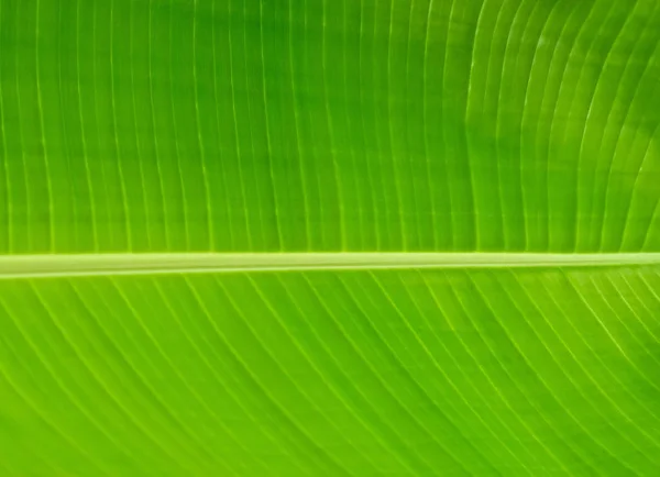 Patrón Fondo Hoja Verde Abstracta Texturizada Fondo Con Espacio Copia — Foto de Stock