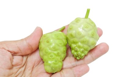 Sebze ve ot, taze Noni, Morinda Citrifolia, Büyük Morinda, Hint dut, Beach dut veya polisakkarit, Vitamin A, C ve kalsiyum ile peynir meyve tutan el. Yaşam için gerekli besin