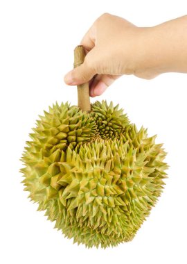 Beyaz arka plan üzerinde izole taze olgun Durian tutan el. Dünya ve meyve Tayland kralı en popüler meyve.