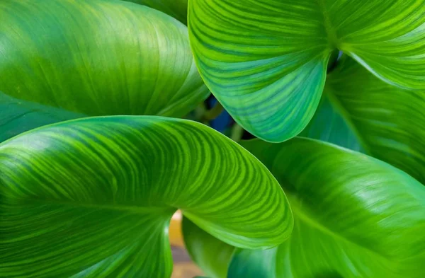 Conceptos Ecológicos Antecedentes Hojas Verdes Arbusto Texturizado Verde Orejas Elefante — Foto de Stock