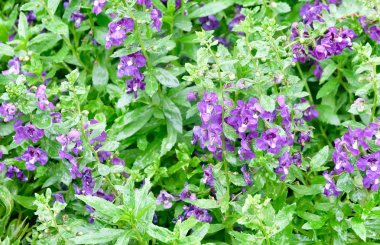 Güzel çiçek, arka plan mor Angelonia goyazensis Benth çiçek yeşil yaprakları ile.