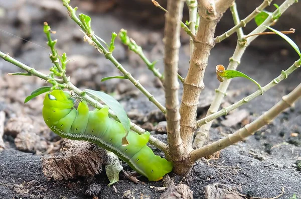 大绿蠕虫或绿色卡特彼勒吃树枝上的叶子 — 图库照片