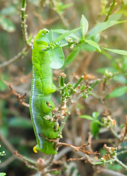 Μεγάλο Πράσινο Worm Πράσινη Κάμπια Τρώγοντας Φύλλο Στο Κλαδί Δέντρου — Φωτογραφία Αρχείου