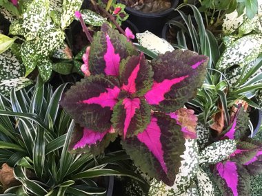 Çiçek ve bitki, Coleus, kırmızı ve yeşil yaprakları boyalı ısırgan veya Plectranthus Scutellarioides bitki bahçe dekorasyon için.