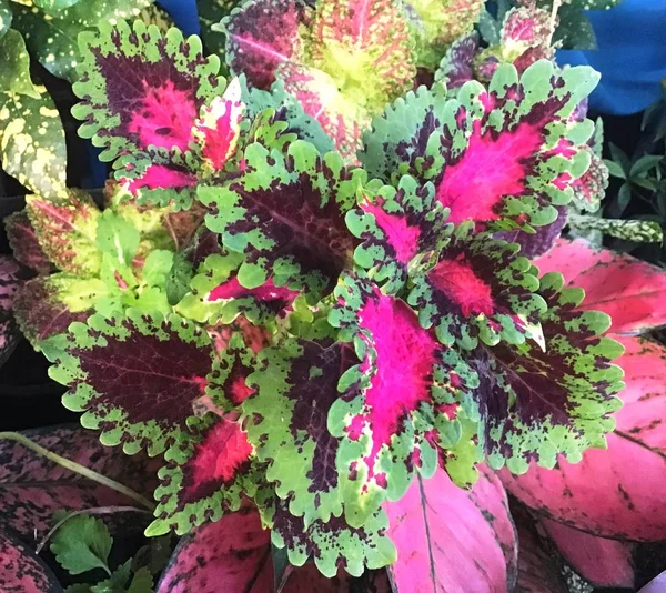 Flower Plant Coleus Red Green Leaves Painted Nettle Plectranthus Scutellarioides — Stok Foto