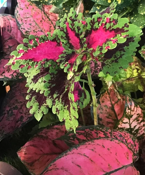 Květin Rostlin Coleus Červené Zelené Listy Malované Kopřivy Nebo Plectranthus — Stock fotografie