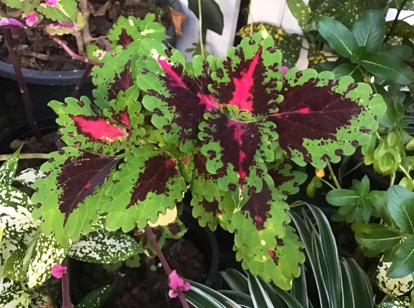 Flower Plant Coleus Red Green Leaves Painted Nettle Plectranthus Scutellarioides — Stok Foto