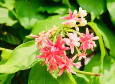 Ağaç üzerinde güzel kırmızı Rangoon sarmaşık, Çin Hanımeli veya yeşil çiçeklerle Combretum Indicum demet yaprak.