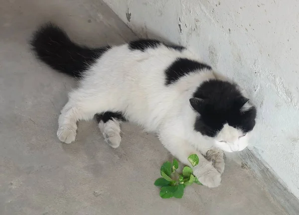 Молодий Кішка Їсть Коренева Папка Індійського Acalypha Три Seeded Ртуті — стокове фото