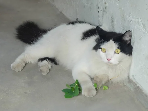 Young Cat Eating Root Indian Acalypha Three Seeded Mercury Acalypha — Fotografia de Stock