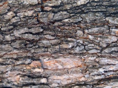 Yatay doku, ağaç kabuğu kapandı