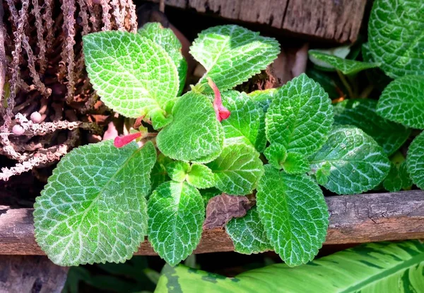 Close-up van Episcia of vlam Violet planten — Stockfoto