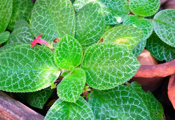 Close Up of Episcia or Flame Violet Plants — Stock Photo, Image