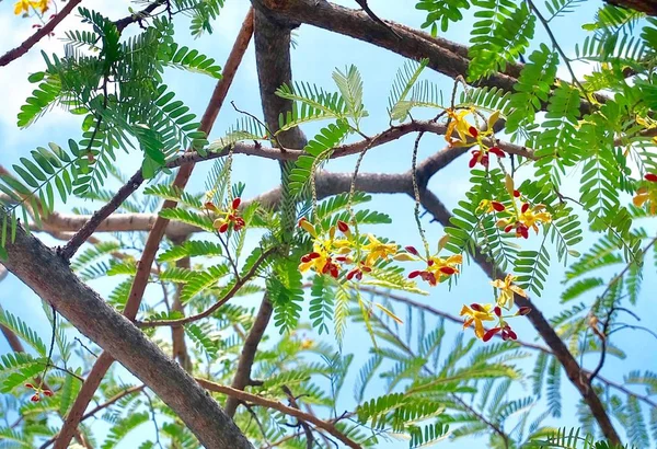 Φρέσκα λουλούδια Ταμάριν στο κλαδί δέντρου — Φωτογραφία Αρχείου