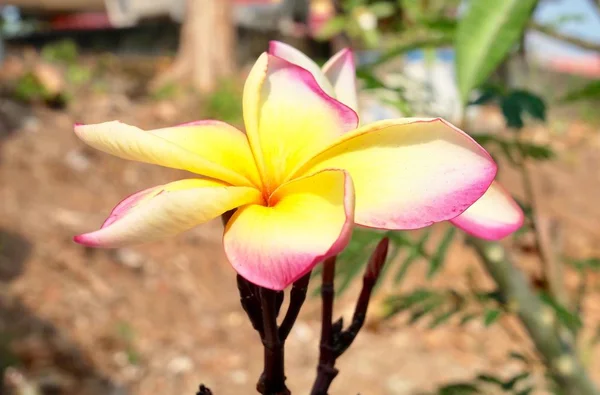 Schönheit plumeria frangipanis Blumen auf Ast — Stockfoto
