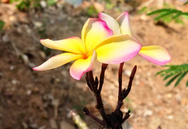 Schönheit plumeria frangipanis Blumen auf Ast — Stockfoto