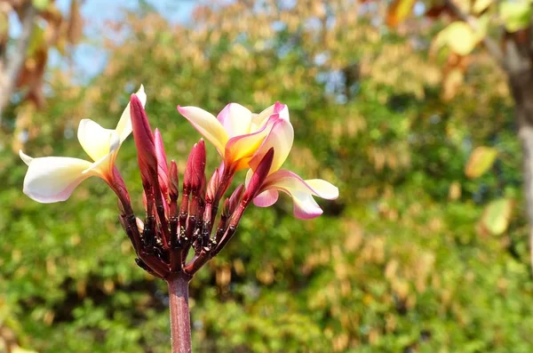Szépség Plumeria Frangipanis virágok fa Branch — Stock Fotó