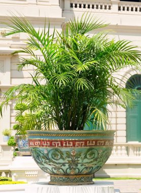 Büyük Saray 'da Lady Palm Tree, Tayland