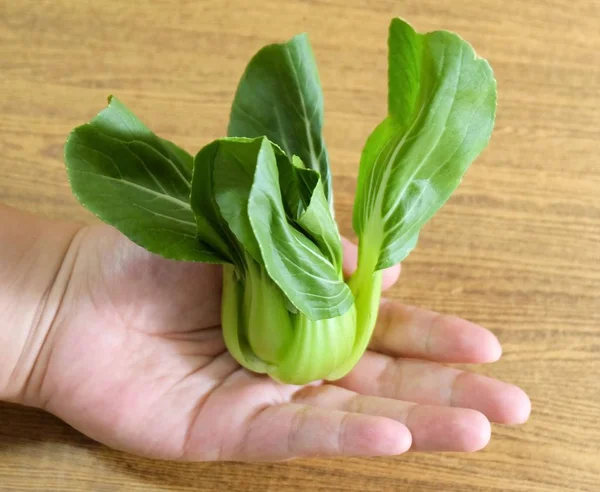 Hand Holding A Fresh Green Bok Choy — Stock Photo, Image