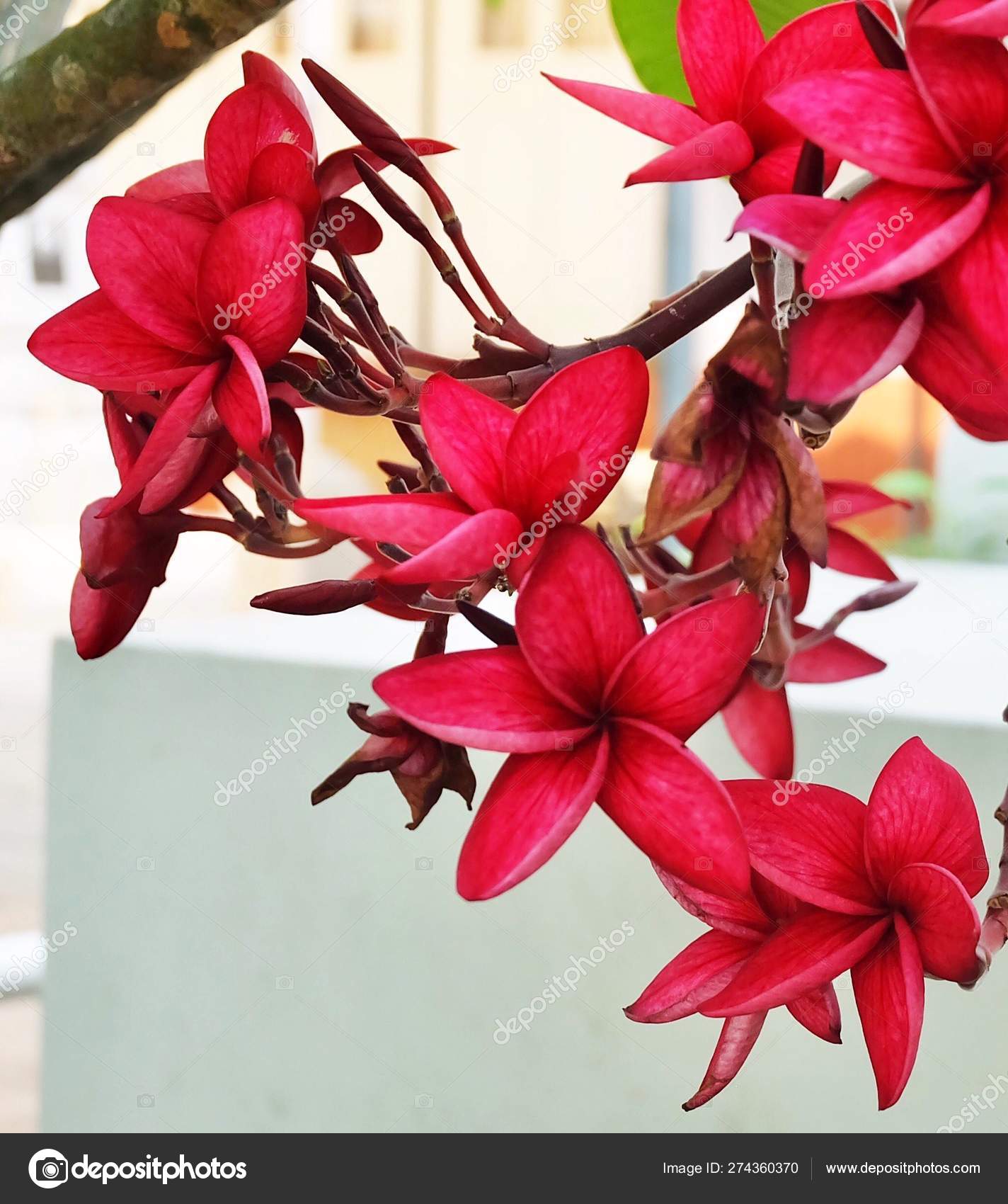 Group Of Beauty Red Plumeria Frangipanis Flowers Stock Photo C Arayabandit 274360370