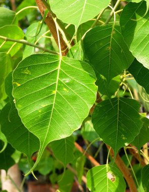 Güzel Banyan veya tapınak kutsal Incir ağacı