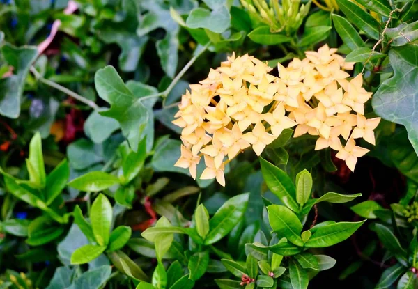 Frische gelbe Ixora-Blüten in einem Garten — Stockfoto