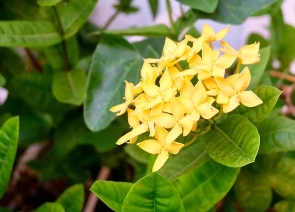 Flores amarelas frescas de Ixora em um jardim — Fotografia de Stock