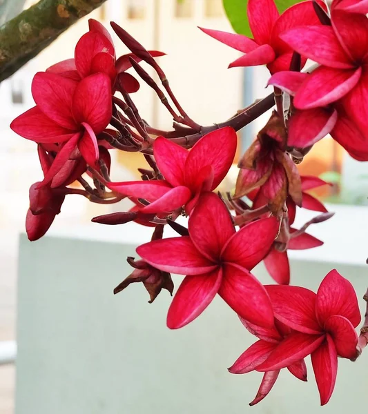 Gruppe von Schönheit rot plumeria frangipanis Blumen — Stockfoto