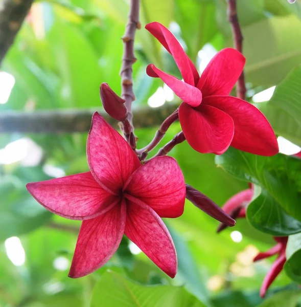 Duas flores vermelhas bonitas frescas de Plumeria Frangipanis — Fotografia de Stock