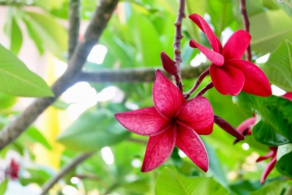 Duas flores vermelhas bonitas frescas de Plumeria Frangipanis — Fotografia de Stock