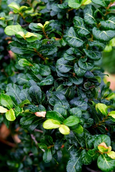 Carmona Retusa vert ou arbre à thé Fukien — Photo