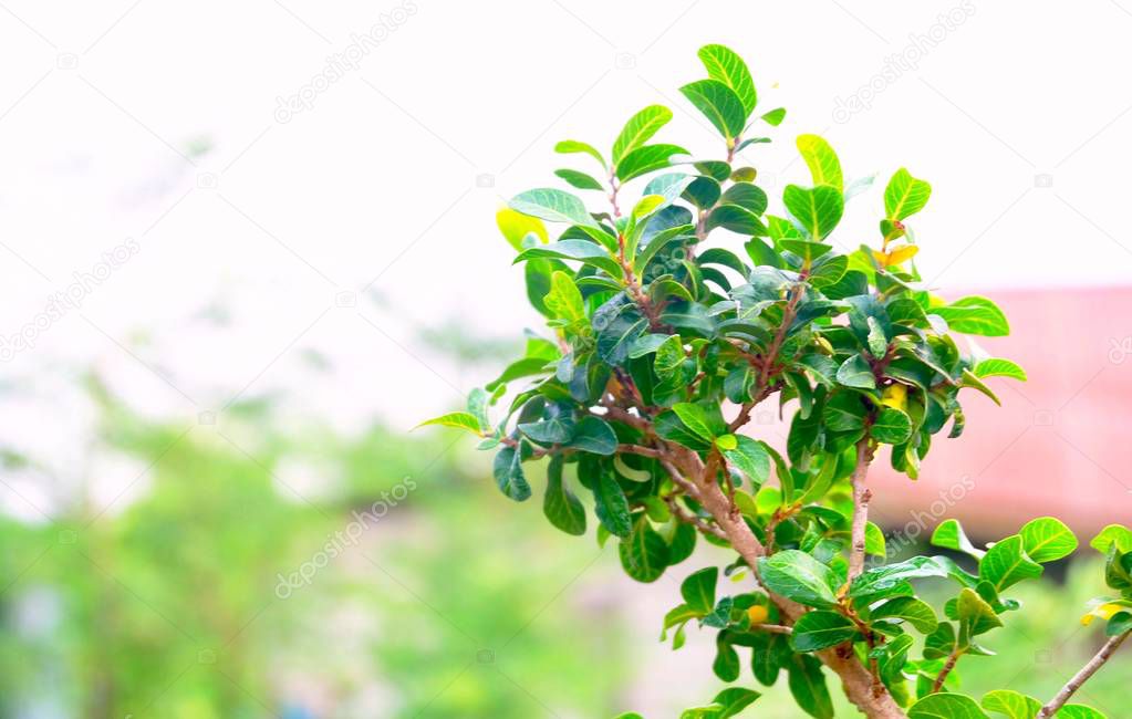 Green Carmona Retusa or Fukien Tea Tree