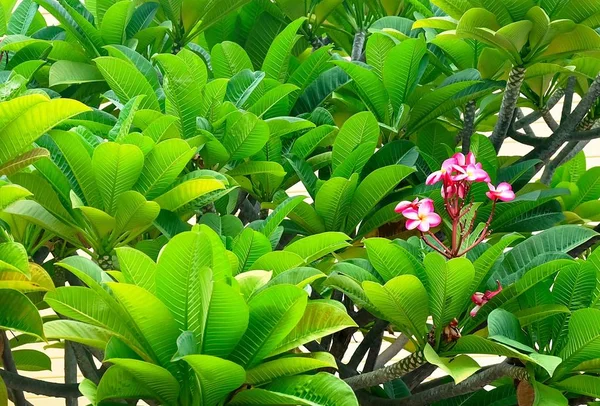 Frische und schöne rote Blüten von plumeria frangipanis — Stockfoto