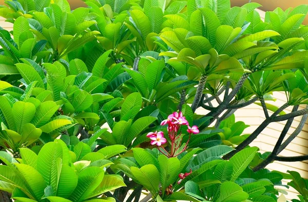 Frische und schöne rote Blüten von plumeria frangipanis — Stockfoto