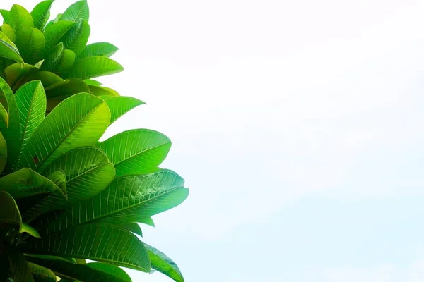 Frische grüne Blätter von plumeria frangipanis am Baum — Stockfoto