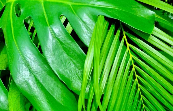 Philodendron Xanadu e palmeira planta no jardim — Fotografia de Stock