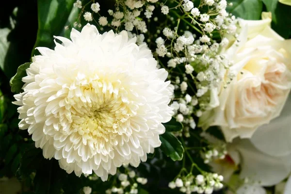 Aus nächster Nähe schöne frische weiße Chrysanthemenblüten — Stockfoto