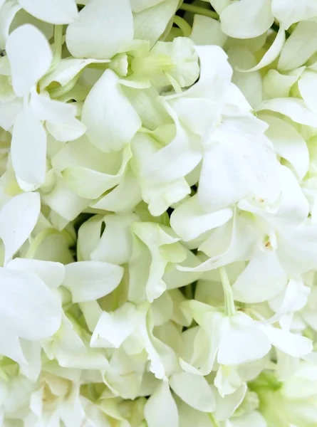 White Doritaenopsis Orchid Flowers or Phalaenopsis Background — Stock Photo, Image